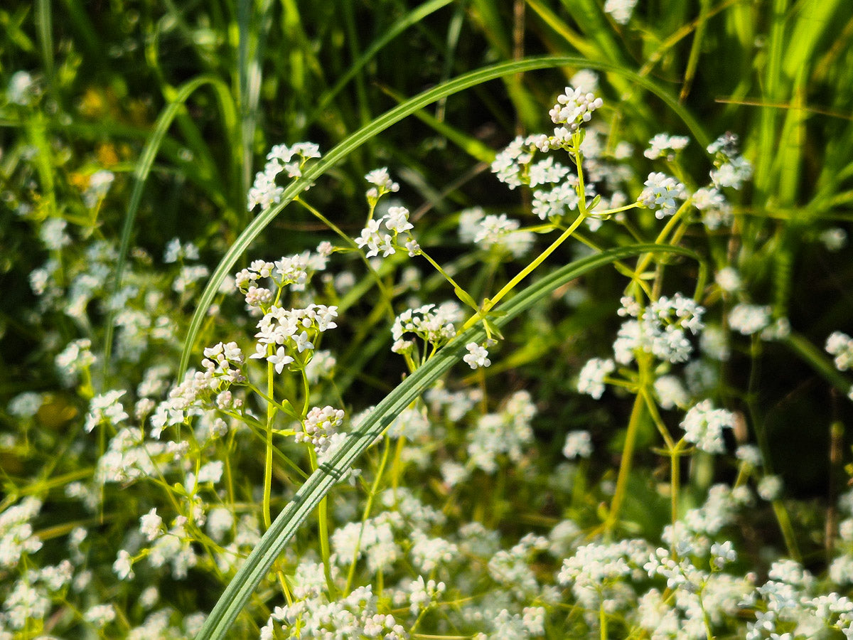 Sumpf-Labkraut (Galium palustre) – Produktbild, heimische Wildpflanze, Stauden, naturnaher Garten