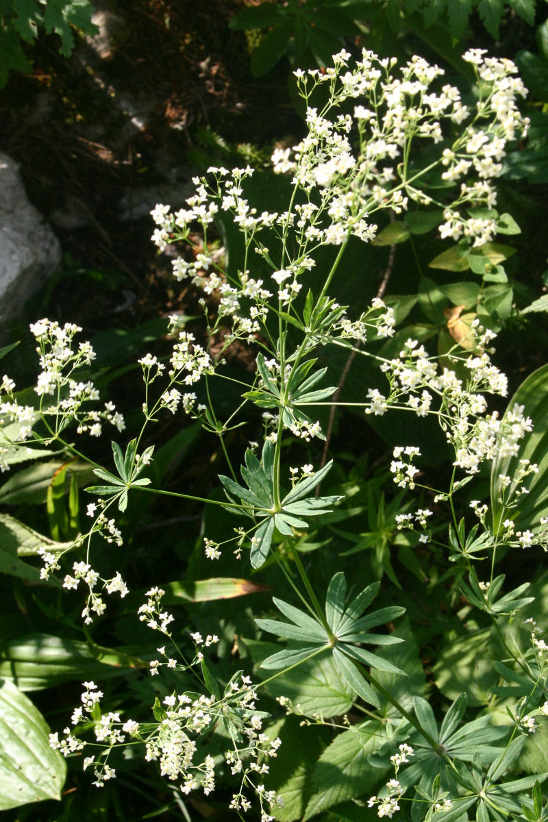 Wald-Labkraut (Galium sylvaticum) – Produktbild, heimische Wildpflanze, Stauden, naturnaher Garten