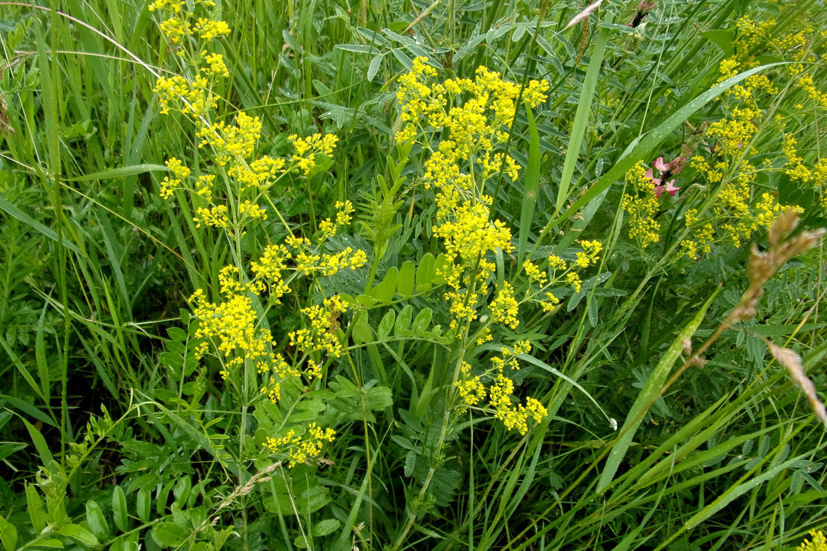 Echtes Labkraut (Galium verum) – Produktbild, heimische Wildpflanze, Stauden, naturnaher Garten