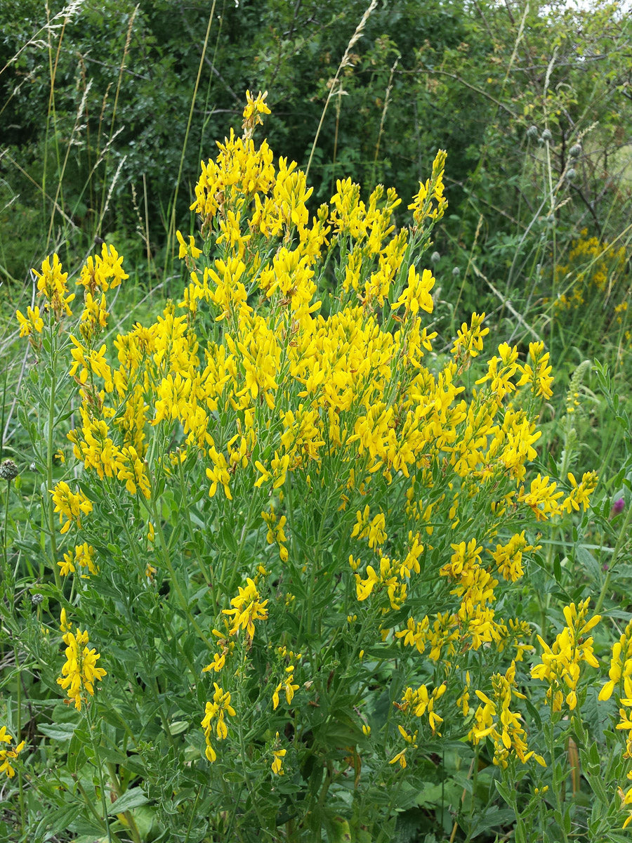 Färber-Ginster (Genista tinctoria) – Produktbild, heimische Wildpflanze, Stauden, naturnaher Garten