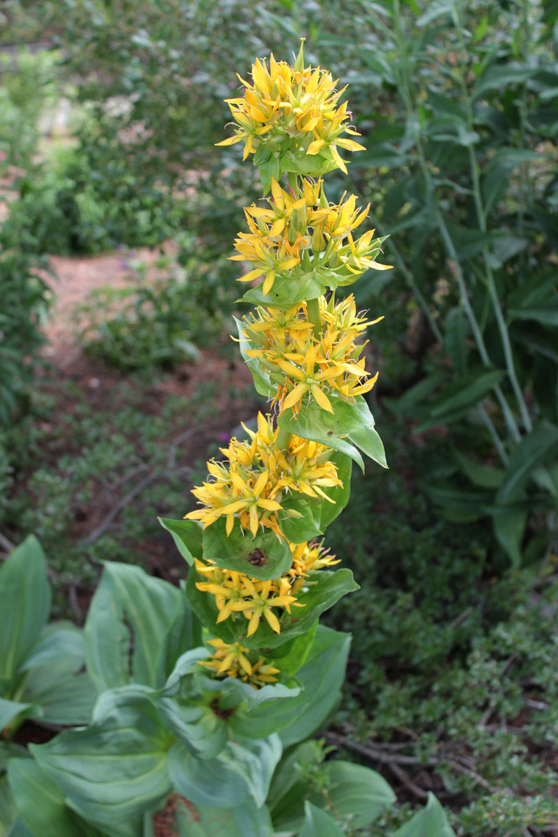 Gelber Enzian (Gentiana lutea) – Produktbild, heimische Wildpflanze, Stauden, naturnaher Garten