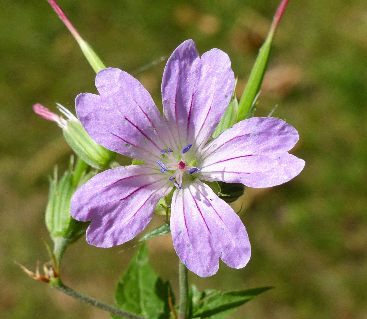 Knotiger Storchschnabel (Geranium nodosum) – Produktbild, heimische Wildpflanze, Stauden, naturnaher Garten