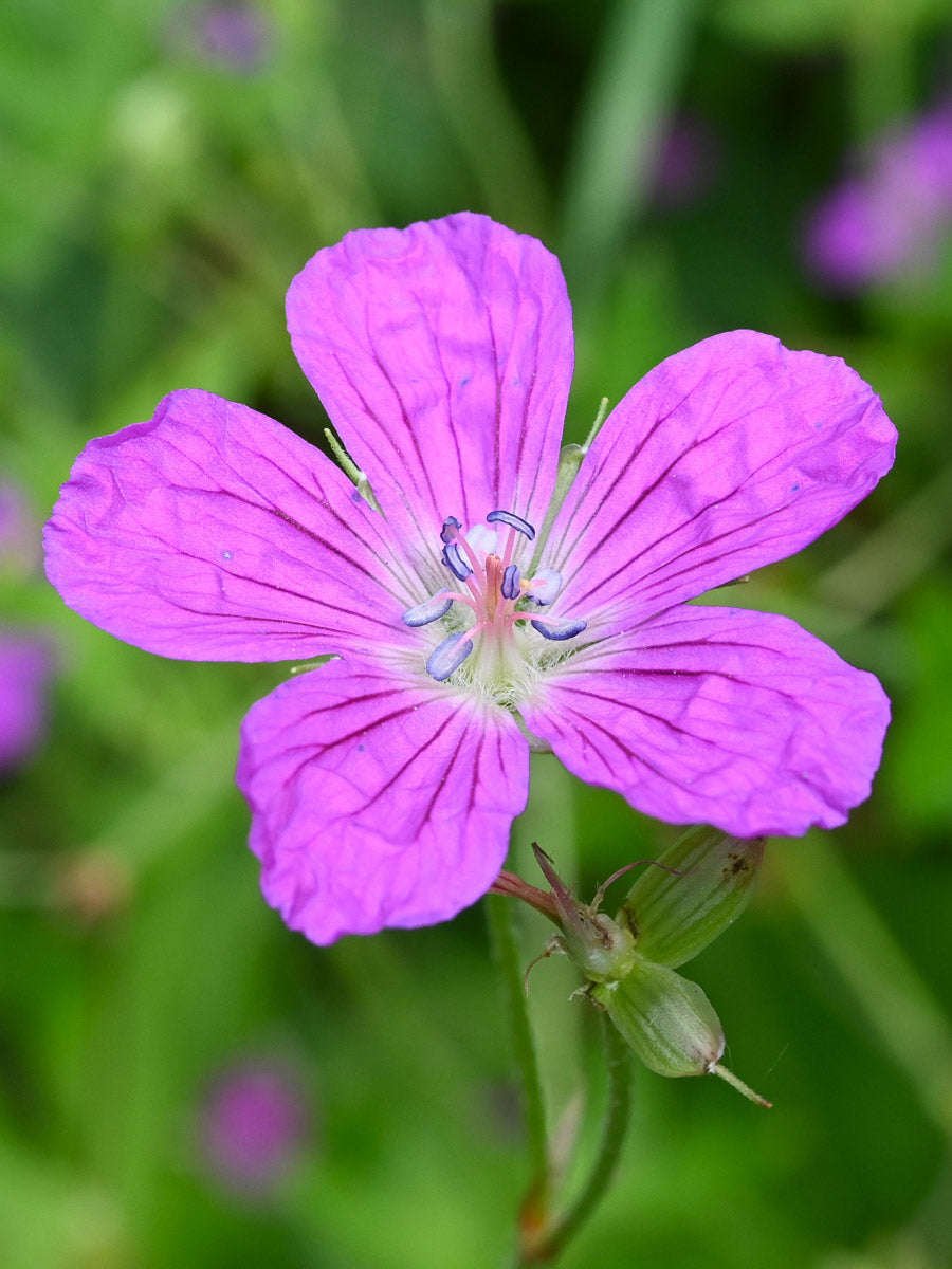 Sumpf-Storchschnabel (Geranium palustre) – Produktbild, heimische Wildpflanze, Stauden, naturnaher Garten