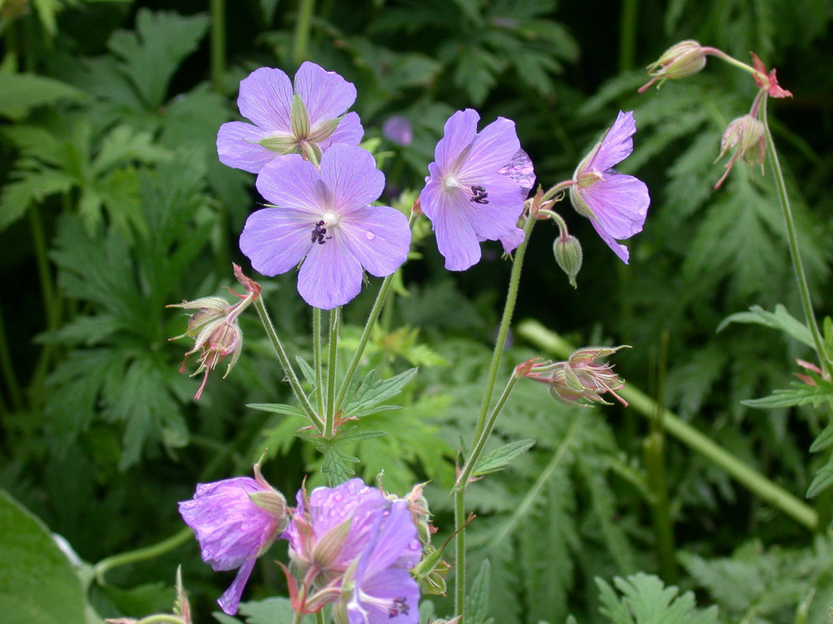 Wiesen-Storchschnabel (Geranium pratense) – Produktbild, heimische Wildpflanze, Stauden, naturnaher Garten
