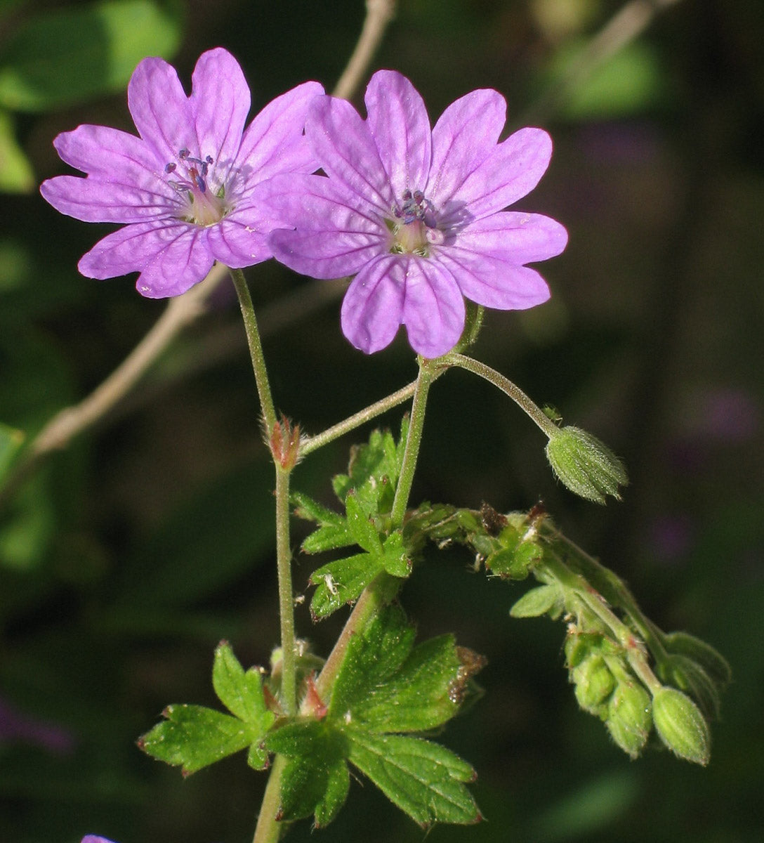 Pyrenäen-Storchschnabel (Geranium pyrenaicum) – Produktbild, heimische Wildpflanze, Stauden, naturnaher Garten