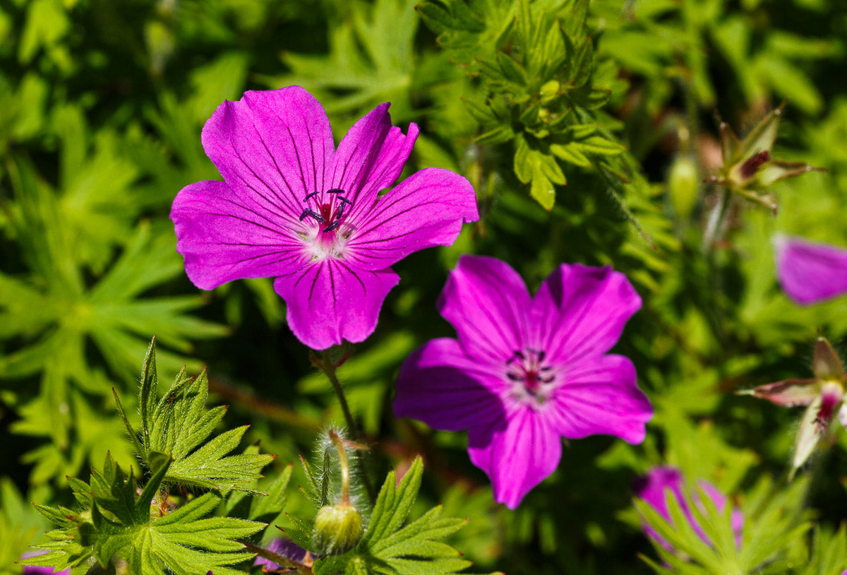 Blut-Storchschnabel (Geranium sanguineum) – Produktbild, heimische Wildpflanze, Stauden, naturnaher Garten