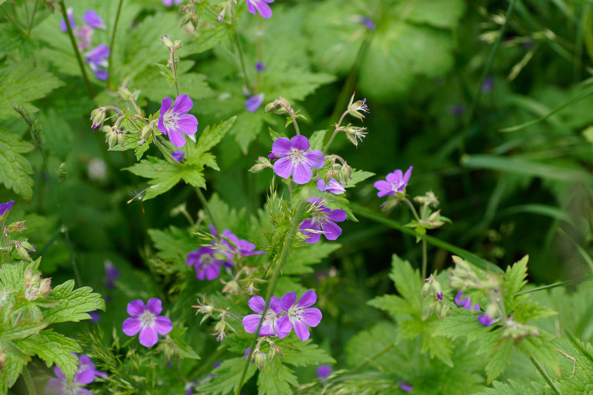 Wald-Storchschnabel (Geranium sylvaticum) – Produktbild, heimische Wildpflanze, Stauden, naturnaher Garten