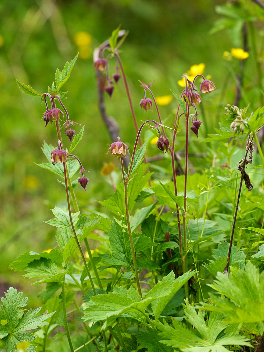 Bach-Nelkenwurz (Geum rivale) – Produktbild, heimische Wildpflanze, Stauden, naturnaher Garten