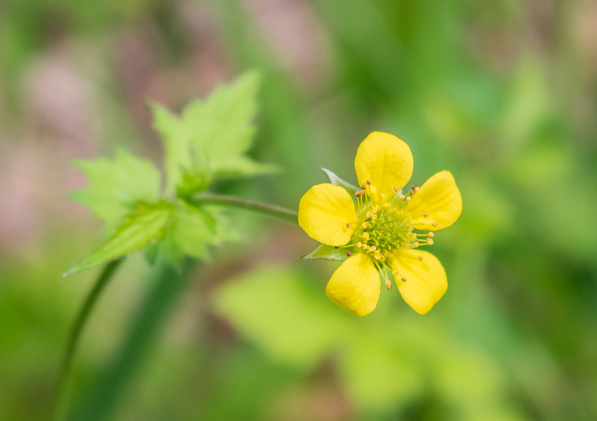 Echte Nelkenwurz (Geum urbanum) – Produktbild, heimische Wildpflanze, Stauden, naturnaher Garten
