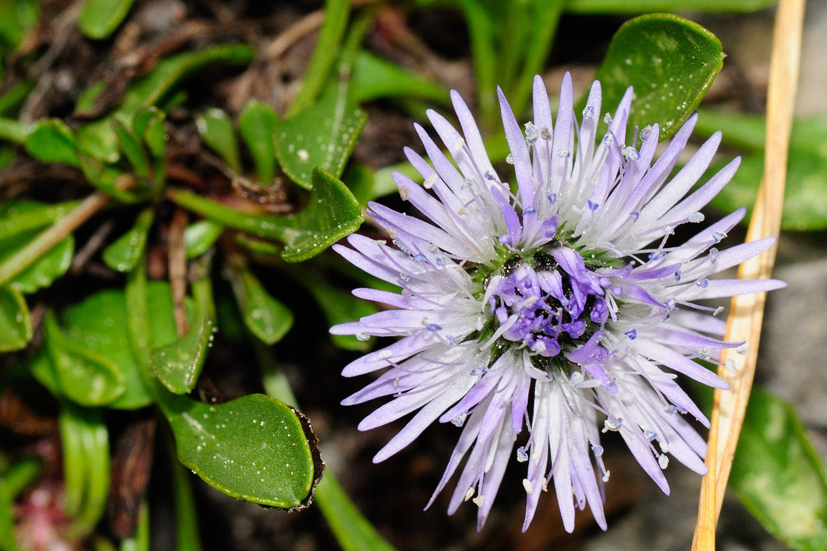 Herzblättrige Kugelblume (Globularia cordifolia) – Produktbild, heimische Wildpflanze, Stauden, naturnaher Garten