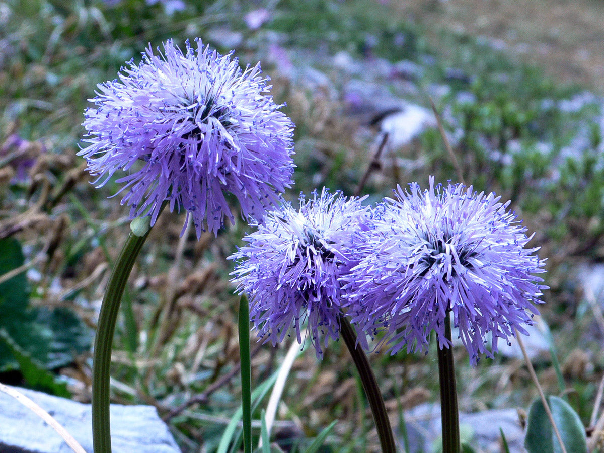 Nacktstängelige Kugelblume (Globularia nudicaulis) – Produktbild, heimische Wildpflanze, Stauden, naturnaher Garten