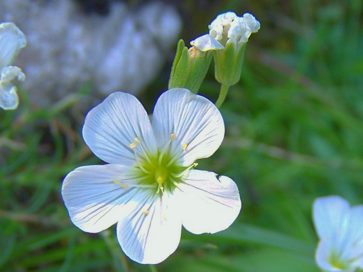 Teppich-Schleierkraut (Gypsophila repens) – Produktbild, heimische Wildpflanze, Stauden, naturnaher Garten