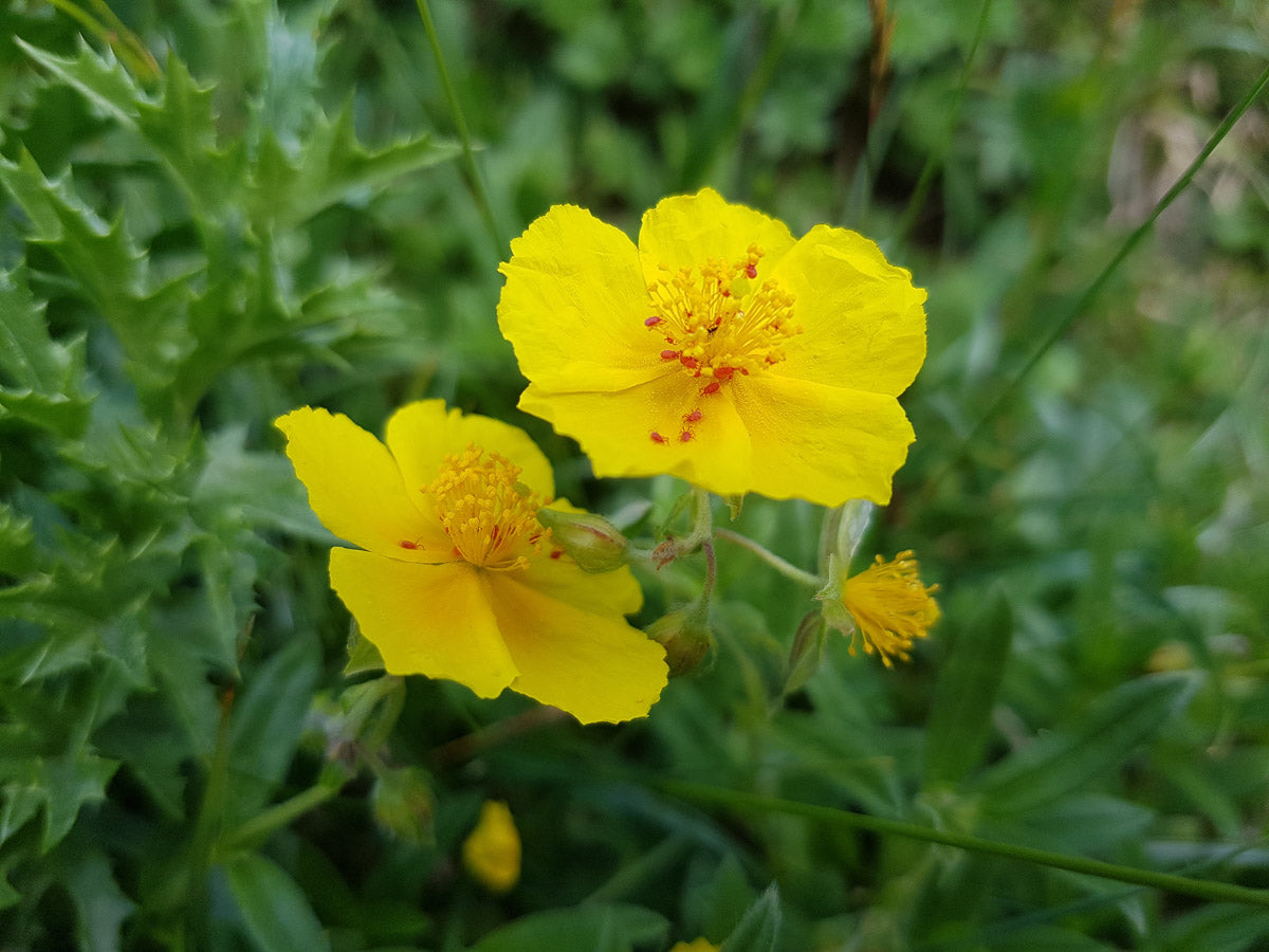 Gelbes Sonnenröschen (Helianthemum nummularium) – Produktbild, heimische Wildpflanze, Stauden, naturnaher Garten
