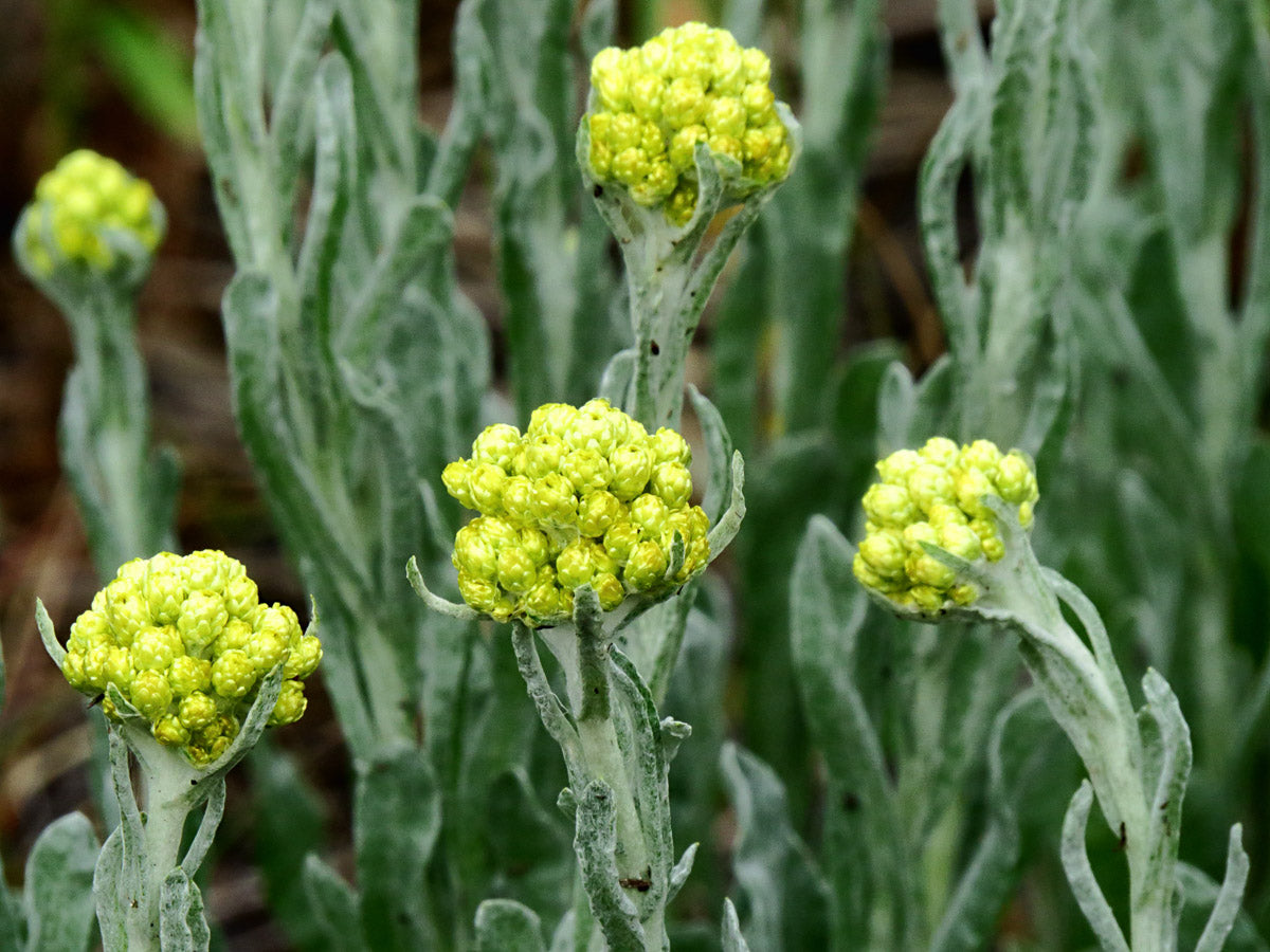 Sand Strohblume (Helichrysum arenarium) – Produktbild, heimische Wildpflanze, Stauden, naturnaher Garten