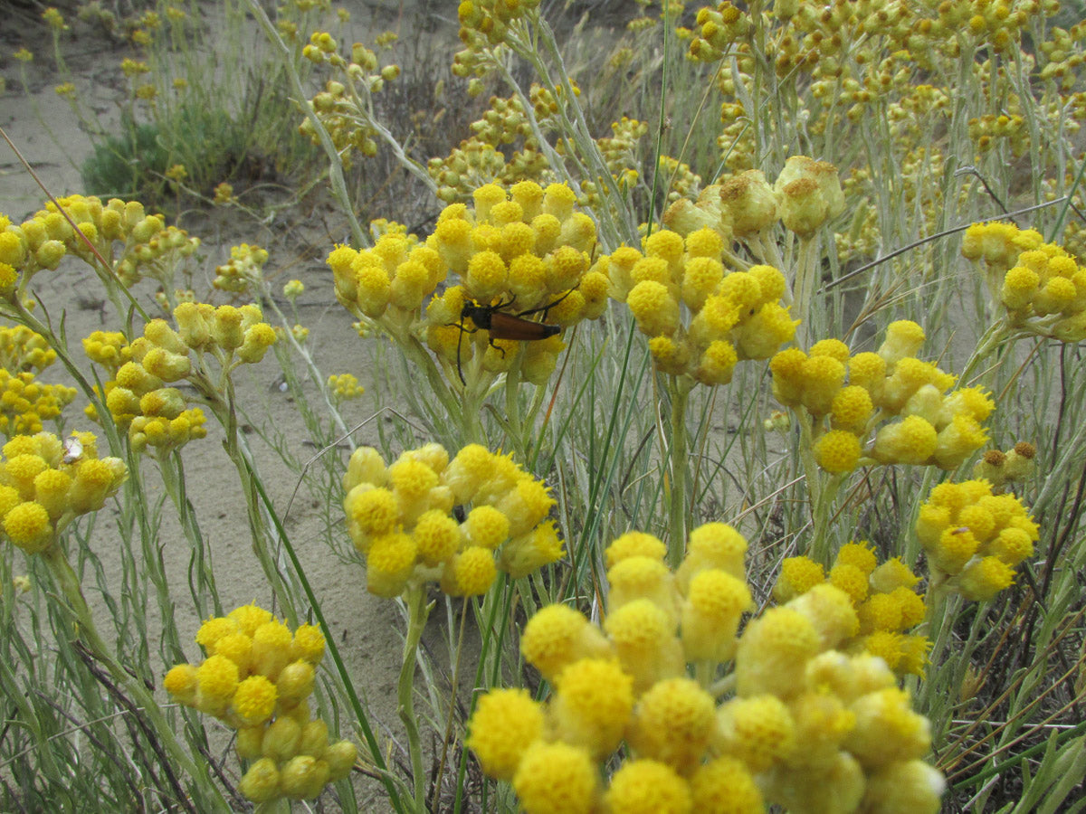 Italienische Strohblume/Currykraut (Helichrysum italicum) – Produktbild, heimische Wildpflanze, Stauden, naturnaher Garten