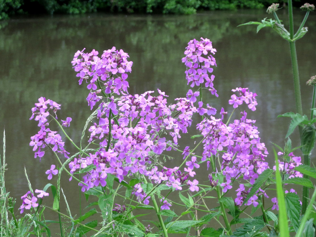 Nachtviole (Hesperis matronalis) – Produktbild, heimische Wildpflanze, Stauden, naturnaher Garten