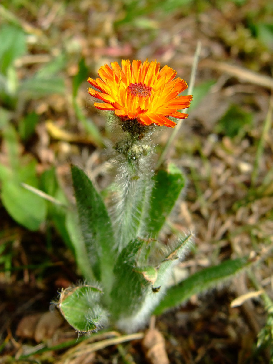 Orangerotes Habichtskraut (Hieracium aurantiacum) – Produktbild, heimische Wildpflanze, Stauden, naturnaher Garten