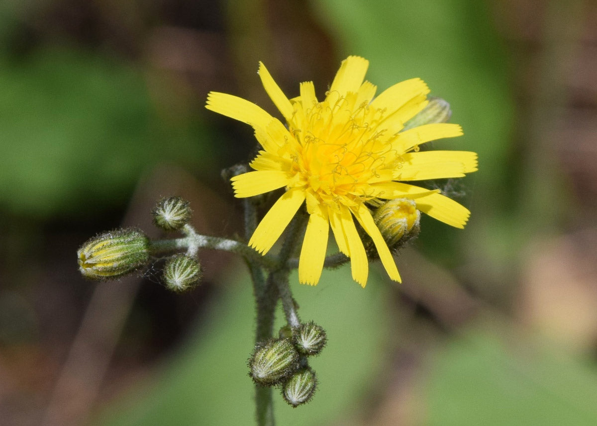 Wald-Habichtskraut (Hieracium murorum) – Produktbild, heimische Wildpflanze, Stauden, naturnaher Garten