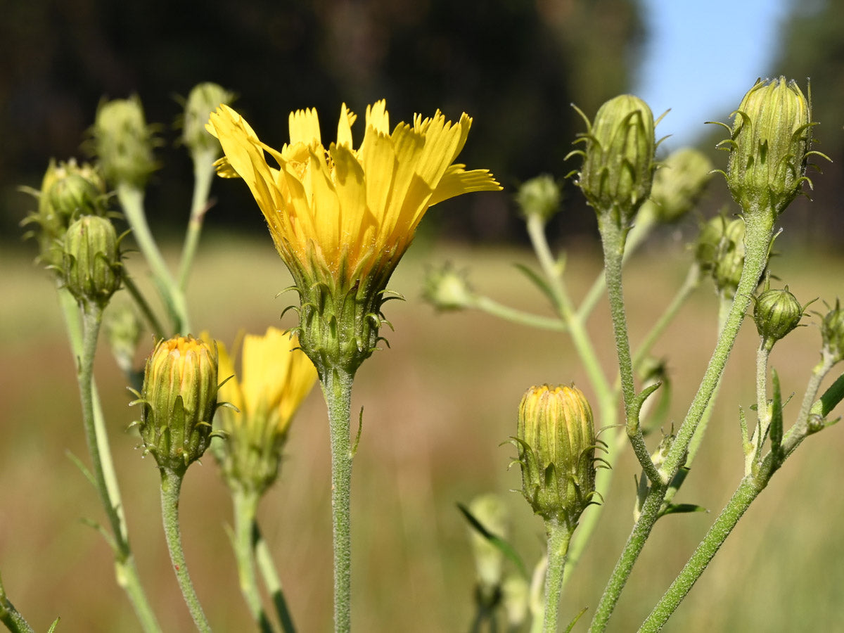 Doldiges Habichtskraut (Hieracium umbellatum) – Produktbild, heimische Wildpflanze, Stauden, naturnaher Garten