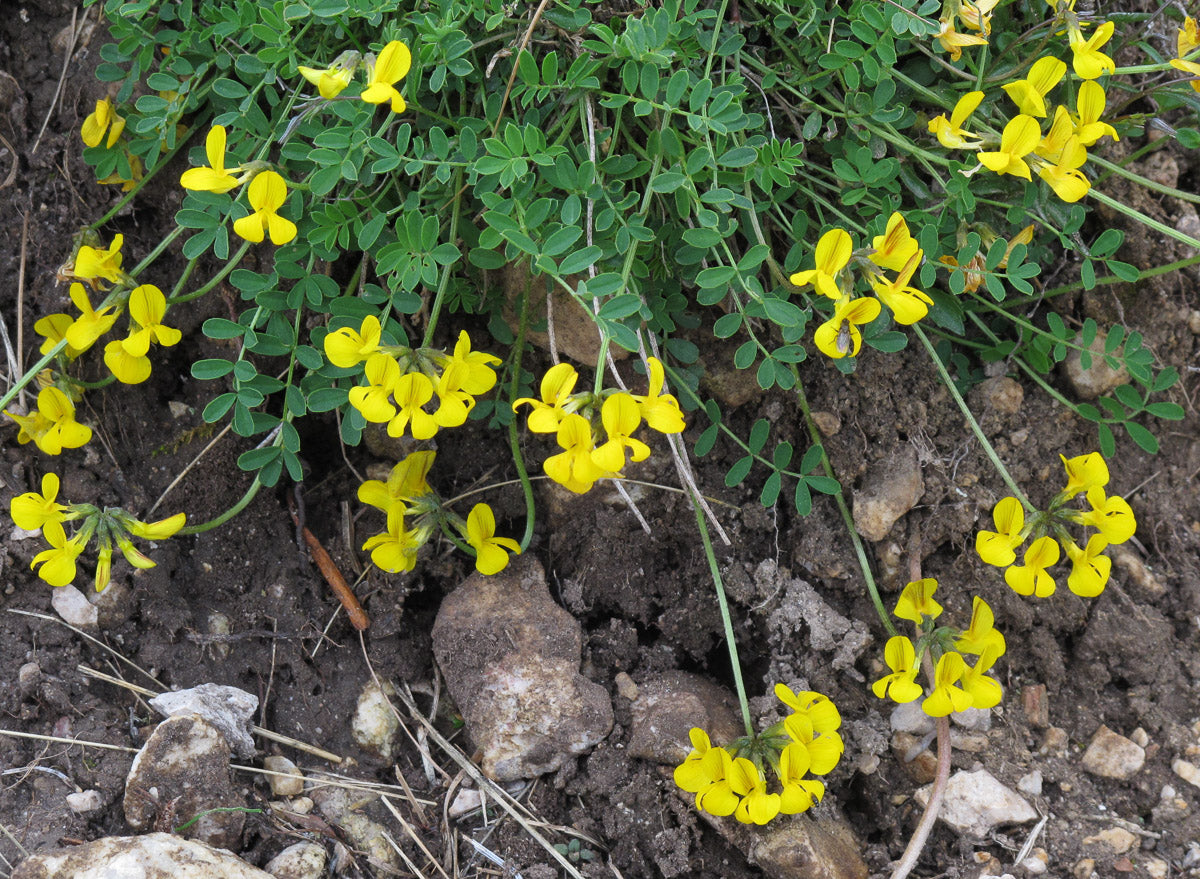 Hufeisenklee (Hippocrepis comosa) – Produktbild, heimische Wildpflanze, Stauden, naturnaher Garten
