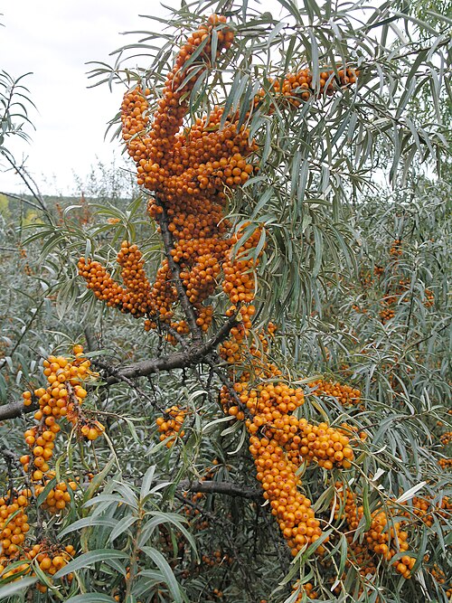 Sanddorn (Hippophae rhamnoides) – Produktbild, heimische Wildpflanze, Gehölze, naturnaher Garten