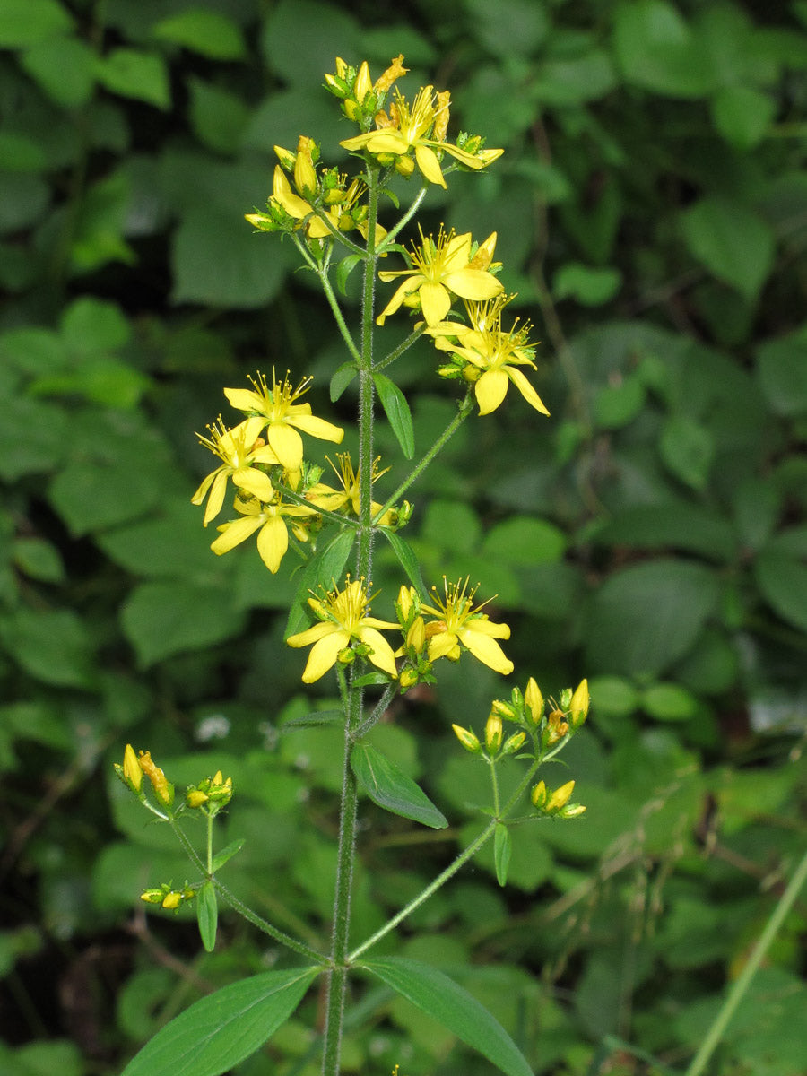 Behaarte Johanniskraut (Hypericum hirsurtum) – Produktbild, heimische Wildpflanze, Stauden, naturnaher Garten