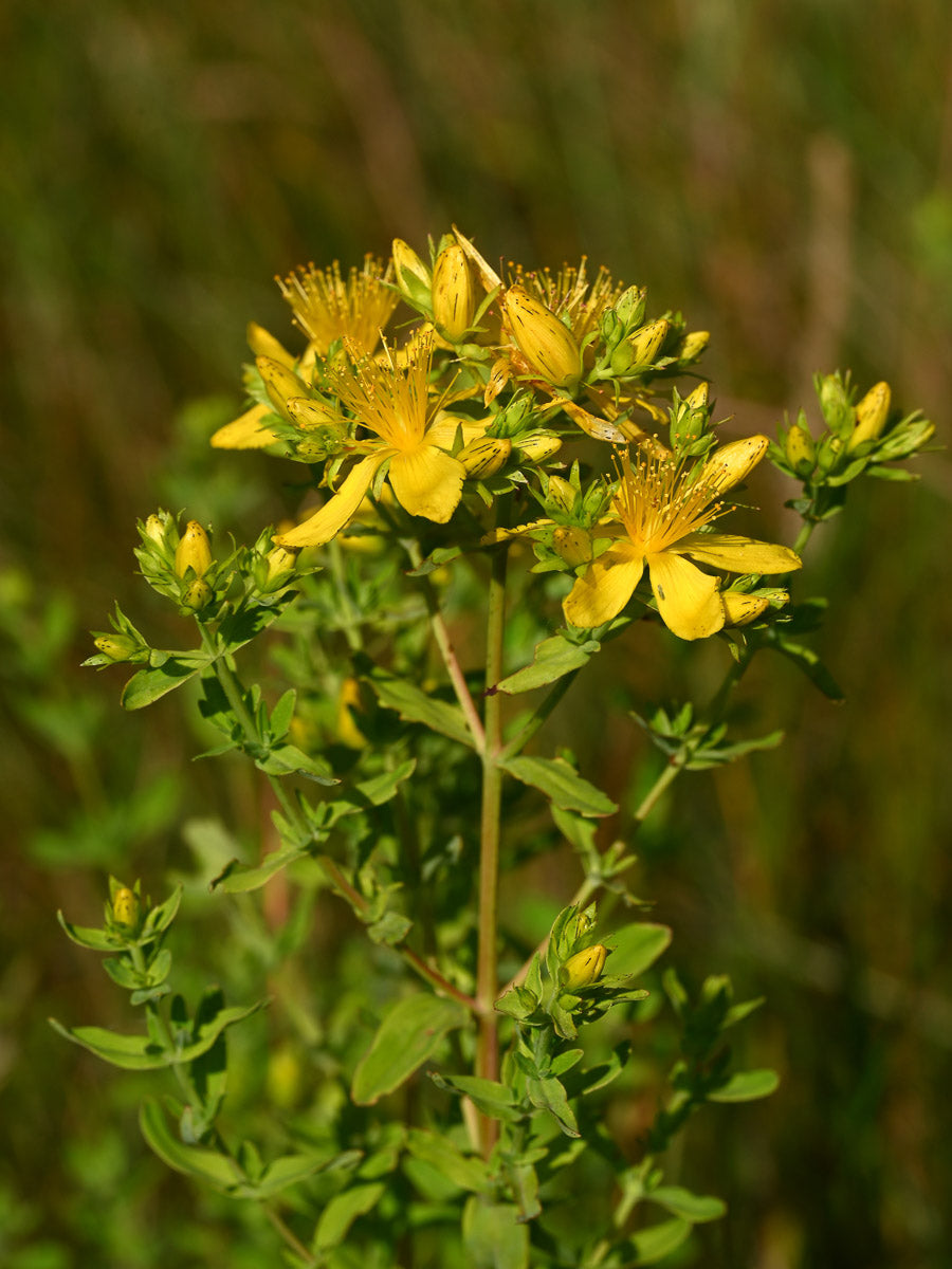 Tüpfel-Johanniskraut (Hypericum perforatum) – Produktbild, heimische Wildpflanze, Stauden, naturnaher Garten