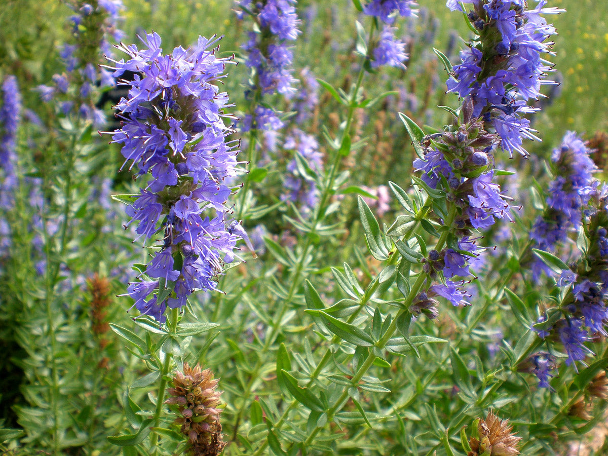 Ysop (Hyssopus officinalis) – Produktbild, heimische Wildpflanze, Stauden, naturnaher Garten