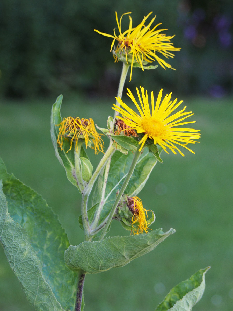 Echter Alant (Inula helenium) – Produktbild, heimische Wildpflanze, Stauden, naturnaher Garten