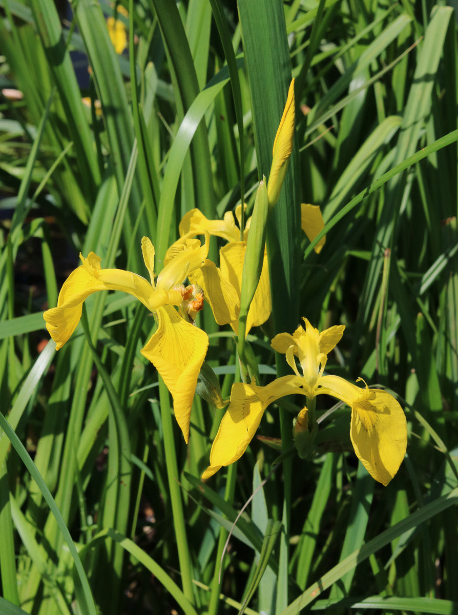 Sumpf-Schwertlilie (Iris pseudacorus) – Produktbild, heimische Wildpflanze, Stauden, naturnaher Garten