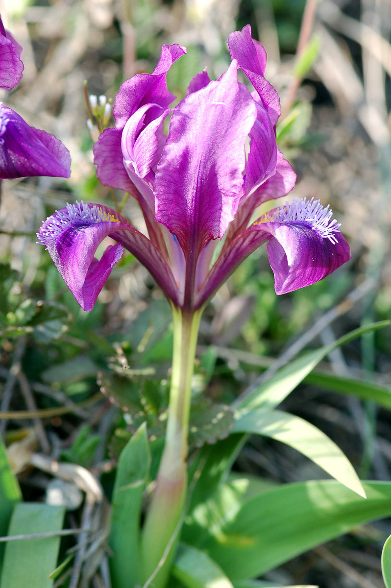 Zwerg-Schwertlilien (Iris pumila) – Produktbild, heimische Wildpflanze, Stauden, naturnaher Garten