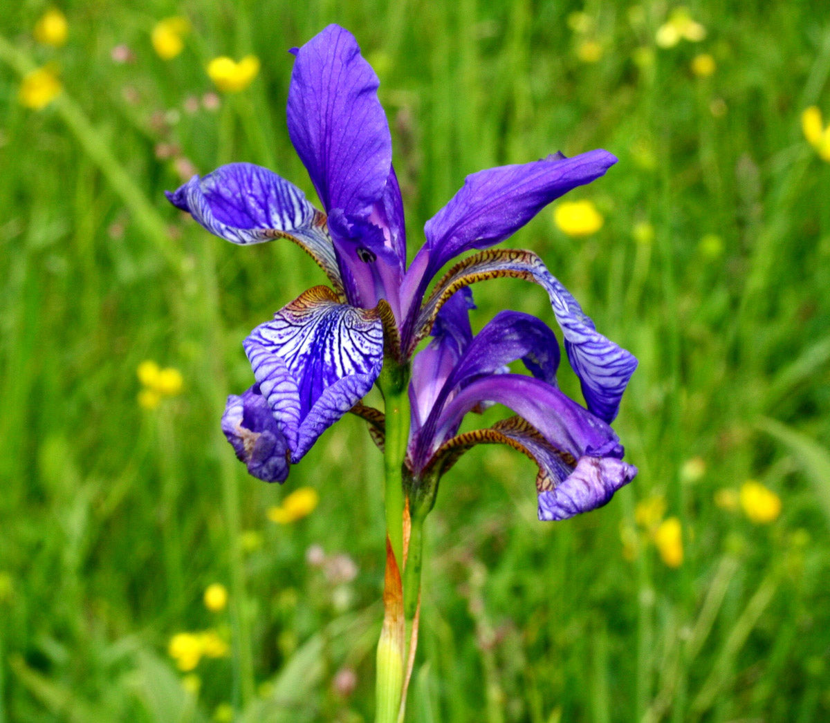 Sibirische Schwertlilie (Iris sibirica) – Produktbild, heimische Wildpflanze, Stauden, naturnaher Garten