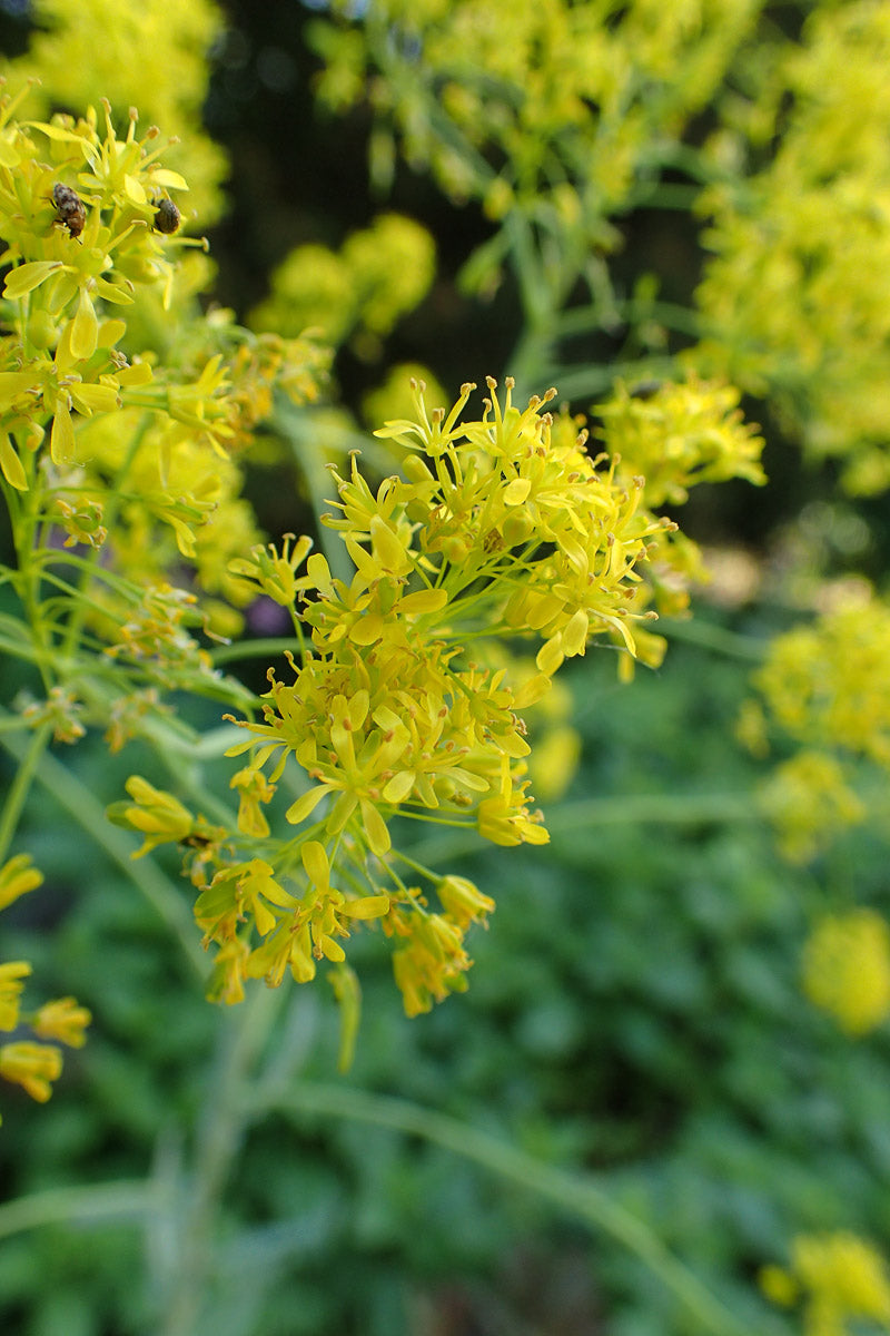 Färberwaid (Isatis tinctoria ) – Produktbild, heimische Wildpflanze, Saatgut, naturnaher Garten