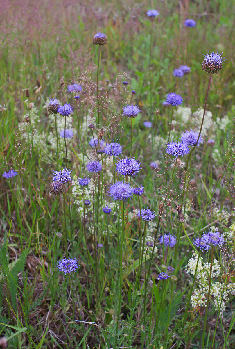 Berg Sandglöckchen (Jasione montana) – Produktbild, heimische Wildpflanze, Stauden, naturnaher Garten
