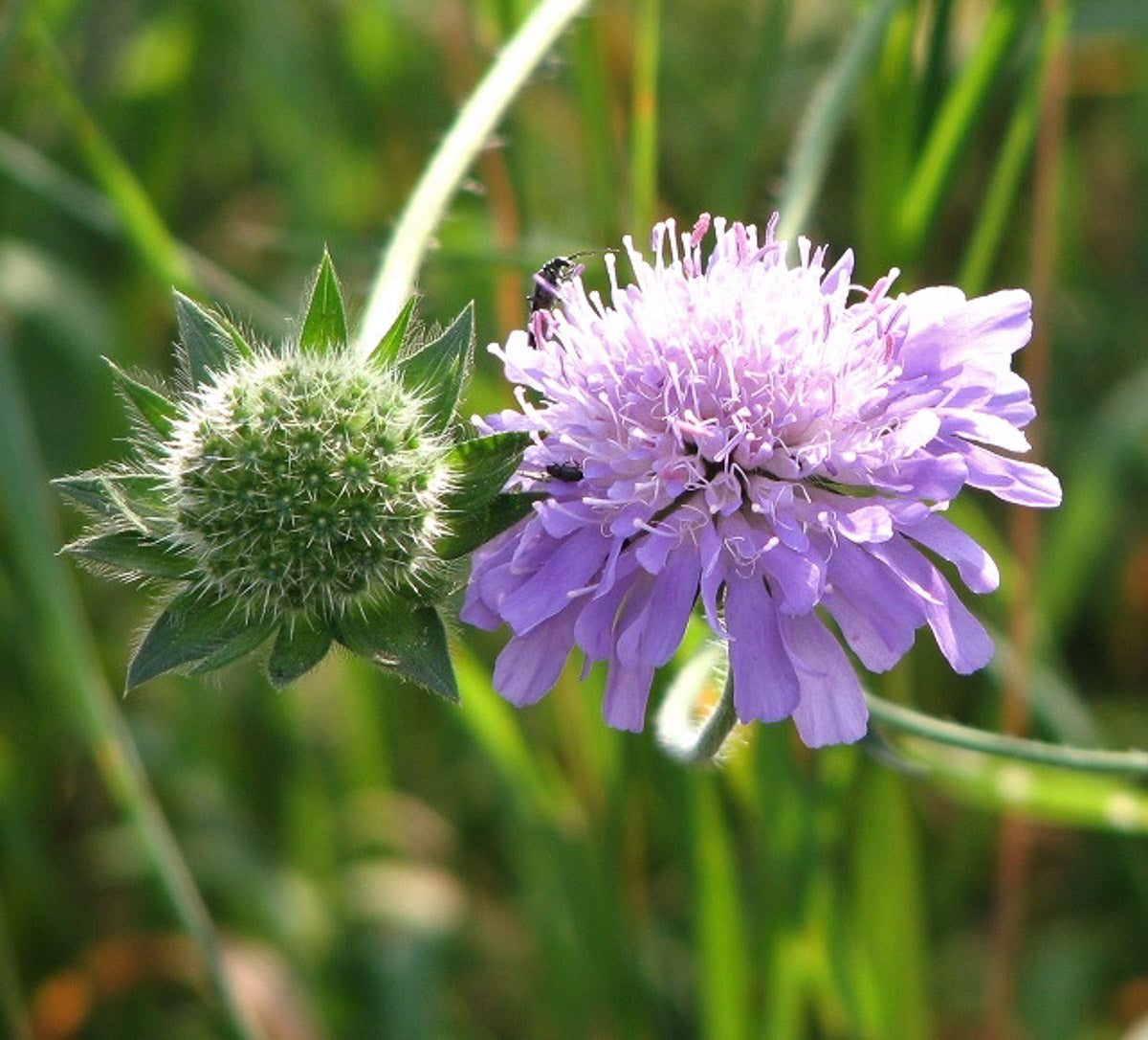 Acker-Witwenblume (Knautia arvensis) – Produktbild, heimische Wildpflanze, Stauden, naturnaher Garten