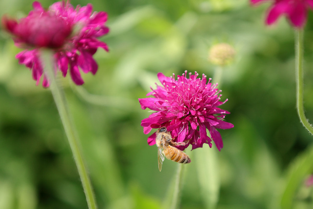 Mazedonische Witwenblume Knautia Macedonica Rot WildLand mazedonische-witwenblume-knautia-macedonica-rot-wildland