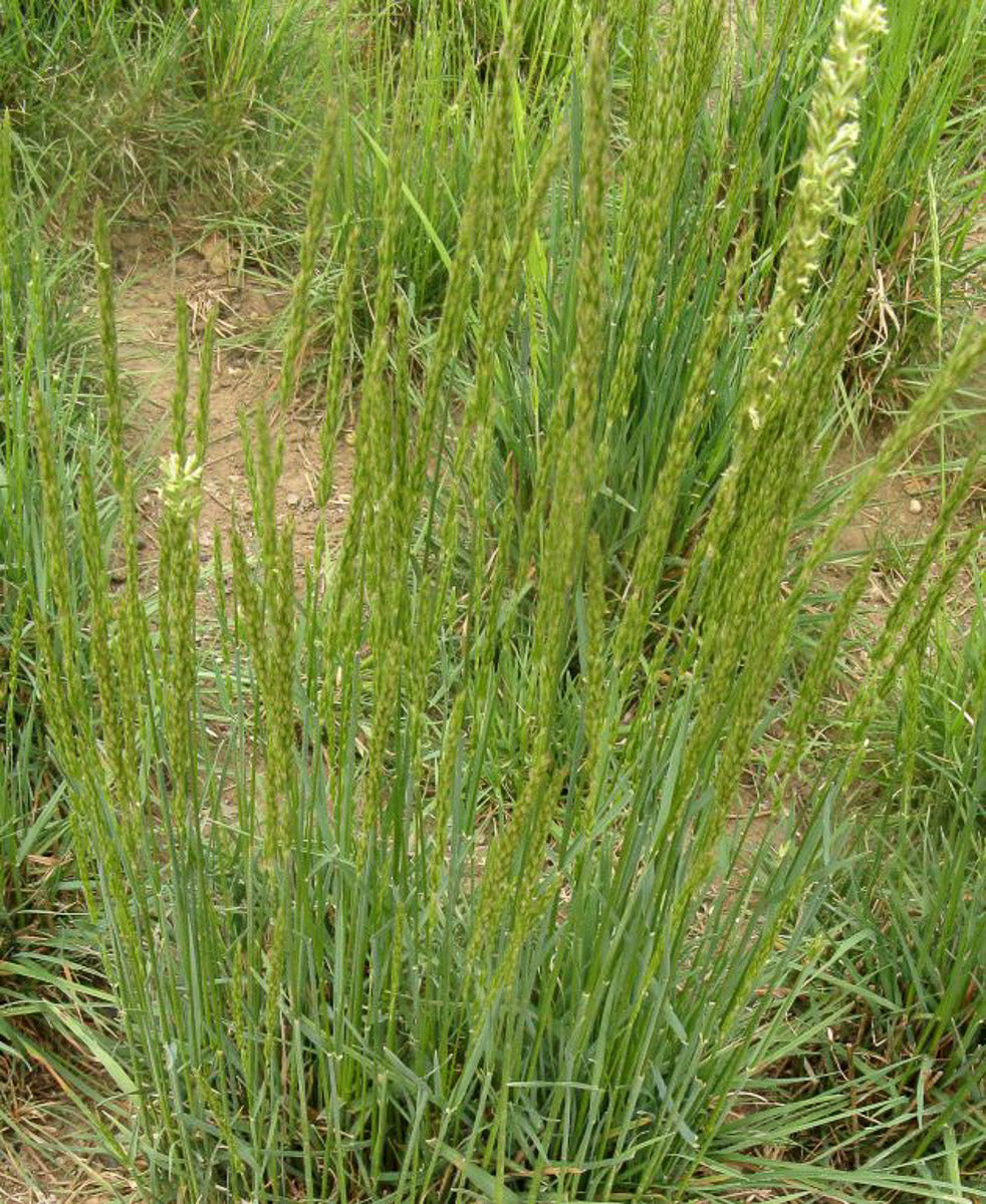 Großes Schillergras (Koeleria pyramidata) – Produktbild, heimische Wildpflanze, Stauden, naturnaher Garten