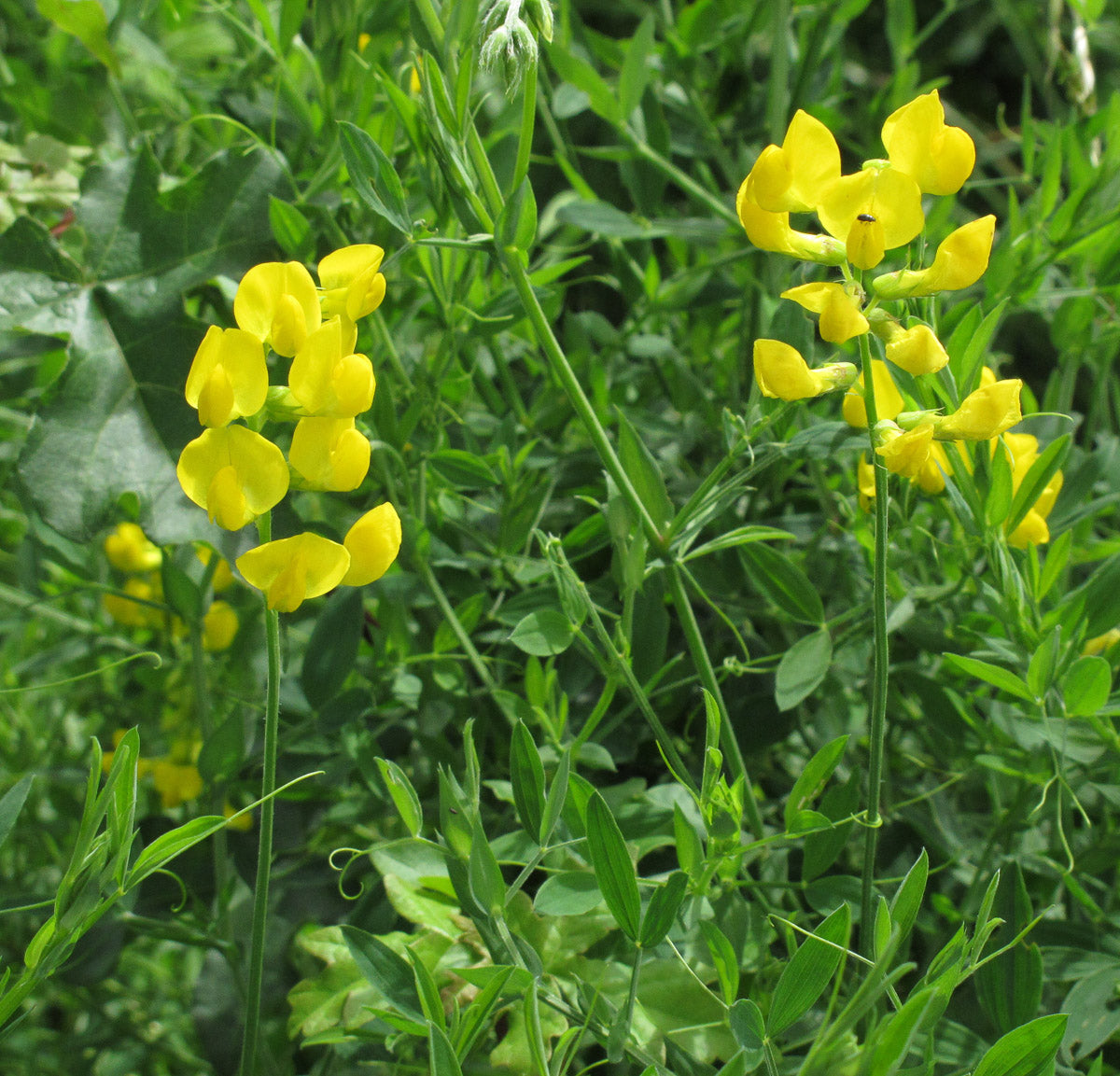 Wiesen-Platterbse (Lathyrus pratensis) – Produktbild, heimische Wildpflanze, Stauden, naturnaher Garten