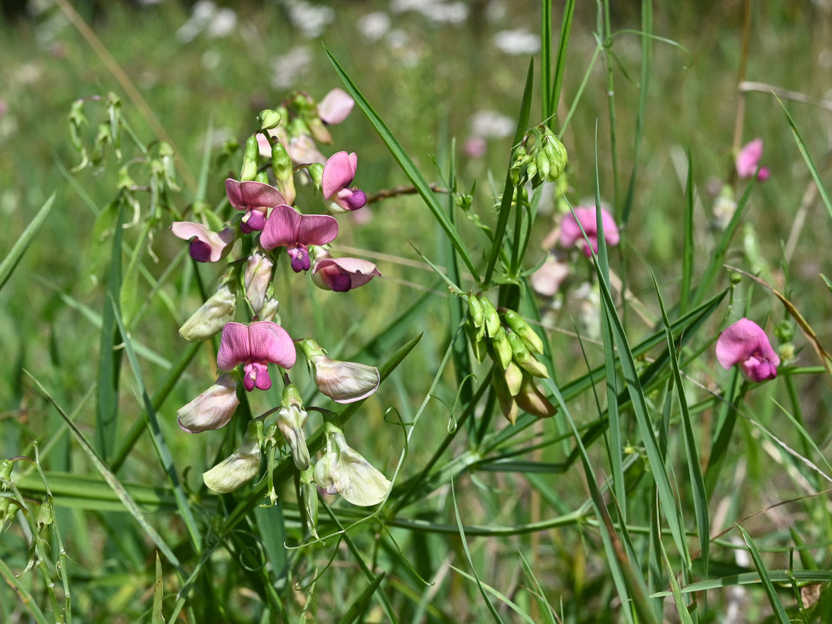 Wald-Platterbse (Lathyrus sylvestris) – Produktbild, heimische Wildpflanze, Stauden, naturnaher Garten
