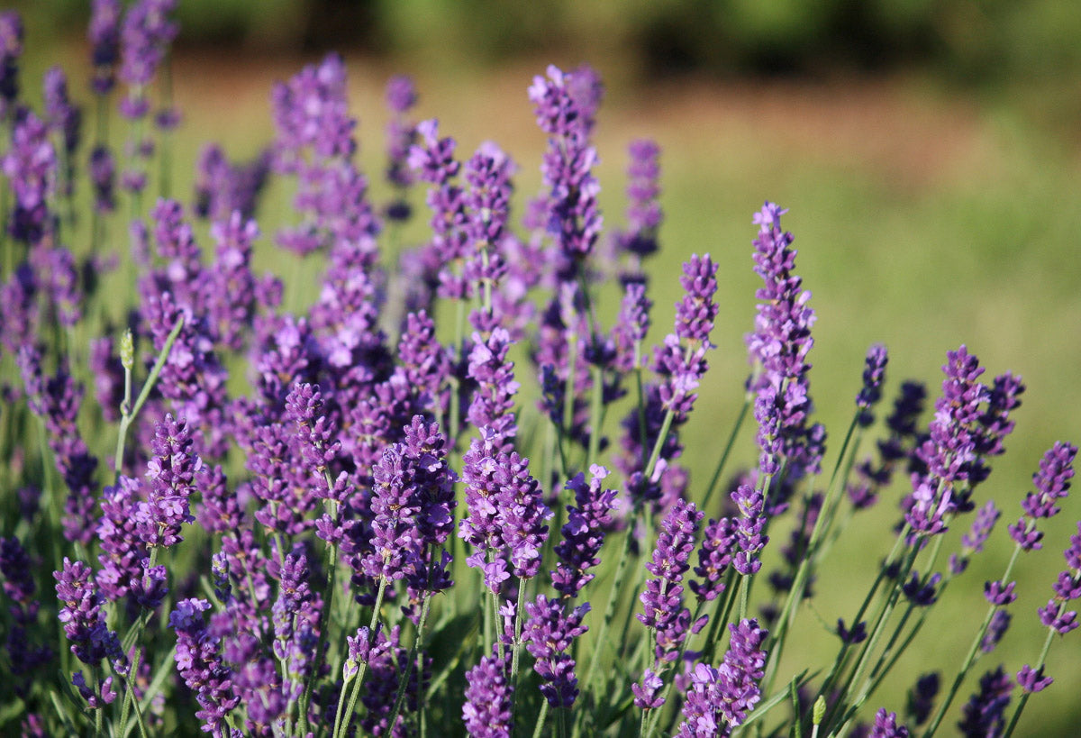 Echter Lavendel (Lavandula angustifolia) – Produktbild, heimische Wildpflanze, Stauden, naturnaher Garten