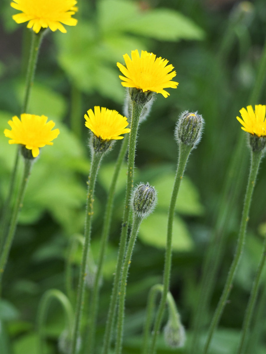 Steifhaariger Löwenzahn (Leontodon hispidus) – Produktbild, heimische Wildpflanze, Stauden, naturnaher Garten
