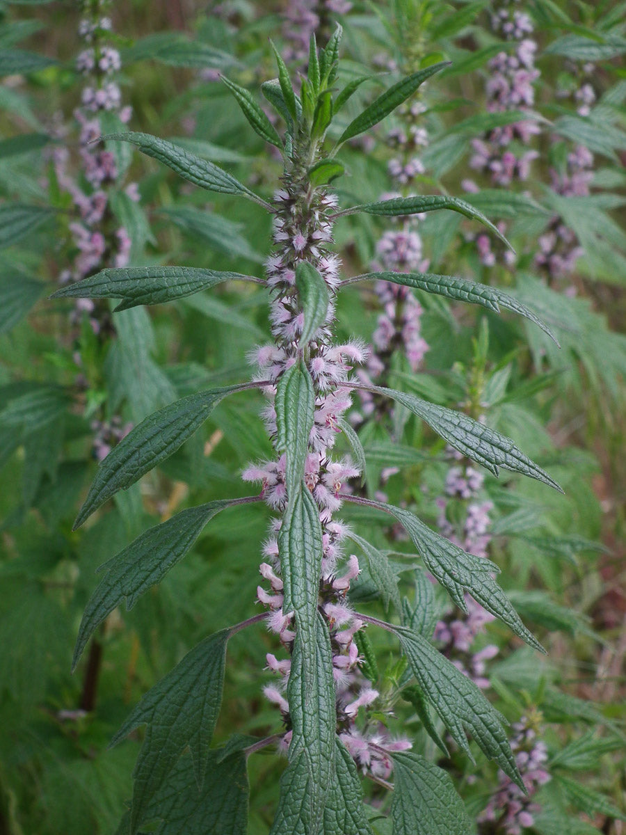 Echte Herzgespann (Leonurus cardiaca ) – Produktbild, heimische Wildpflanze, Saatgut, naturnaher Garten