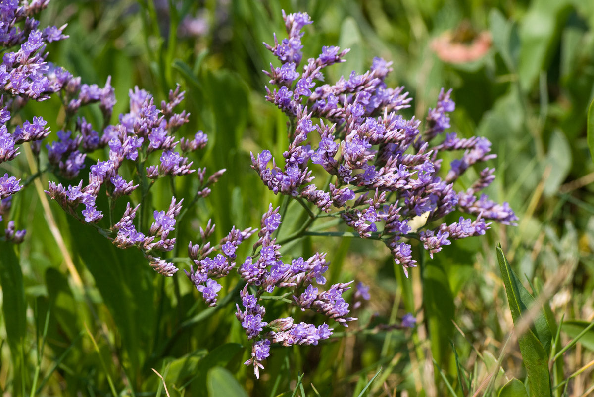 Gewöhnlicher Strandflieder (Limonium vulgare) – Produktbild, heimische Wildpflanze, Stauden, naturnaher Garten