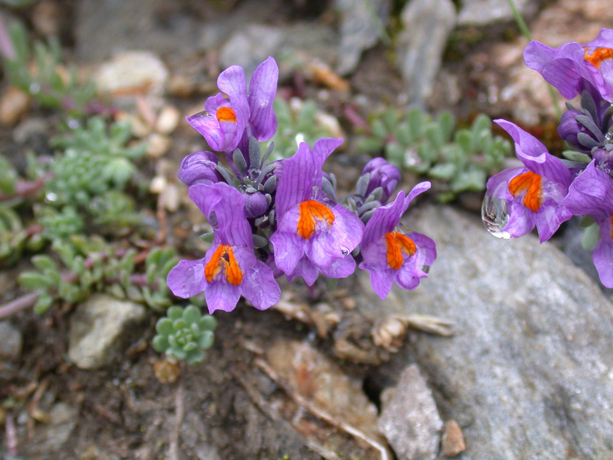 Alpen-Leinkraut (Linaria alpina) – Produktbild, heimische Wildpflanze, Stauden, naturnaher Garten
