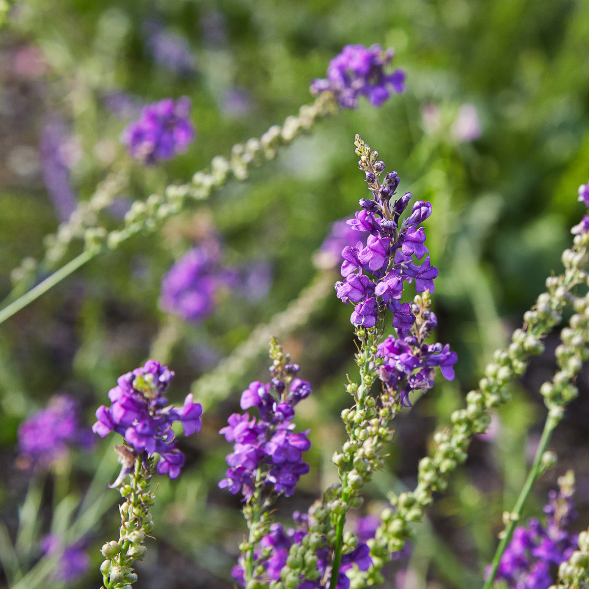 Purpur-Leinkraut (Linaria purpurea) – Produktbild, heimische Wildpflanze, Stauden, naturnaher Garten
