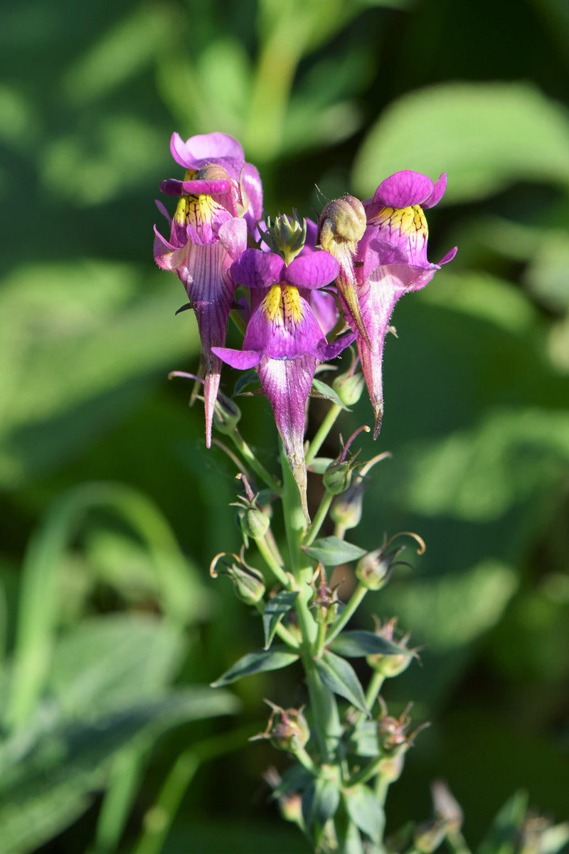 Vogelfuß-Leinkraut (Linaria triornithophora) – Produktbild, heimische Wildpflanze, Stauden, naturnaher Garten