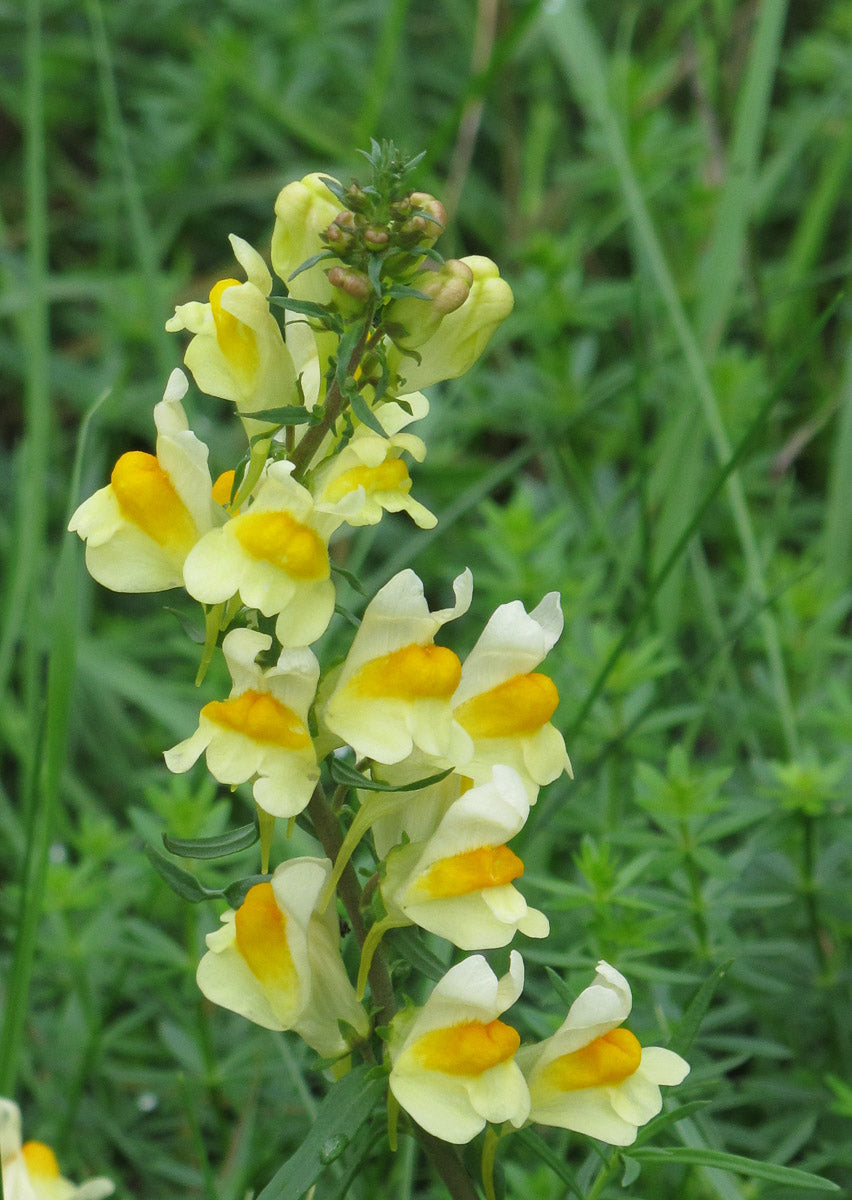 Echtes Leinkraut (Linaria vulgaris) – Produktbild, heimische Wildpflanze, Stauden, naturnaher Garten