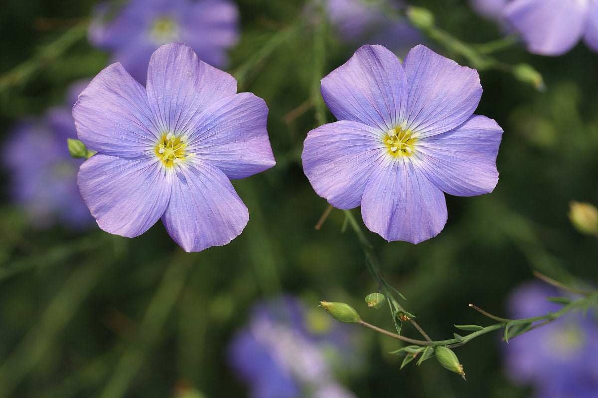 Alpen-Lein (Linum alpinum) – Produktbild, heimische Wildpflanze, Stauden, naturnaher Garten