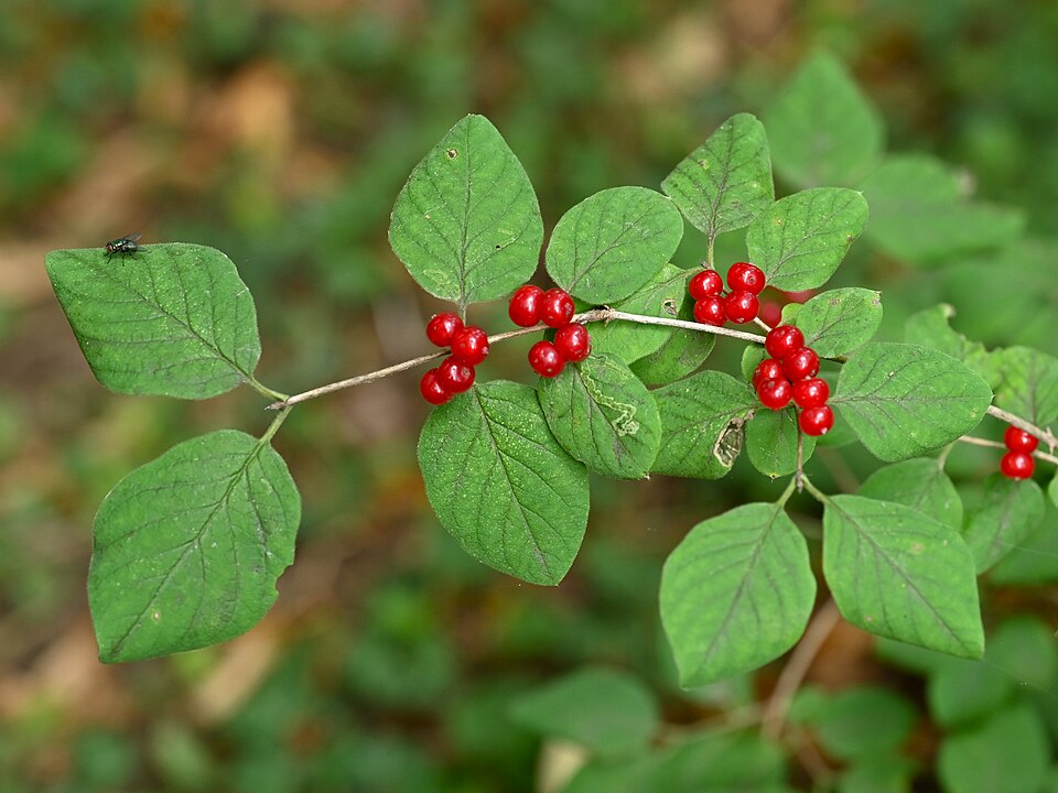Gemeine Heckenkirsche (Lonicera xylosteum) – Produktbild, heimische Wildpflanze, Gehölze, naturnaher Garten