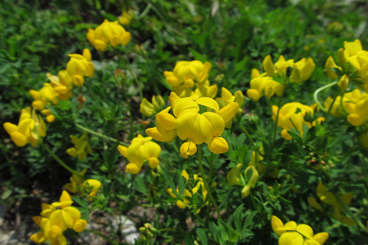 Hornklee (Lotus corniculatus) – Produktbild, heimische Wildpflanze, Stauden, naturnaher Garten